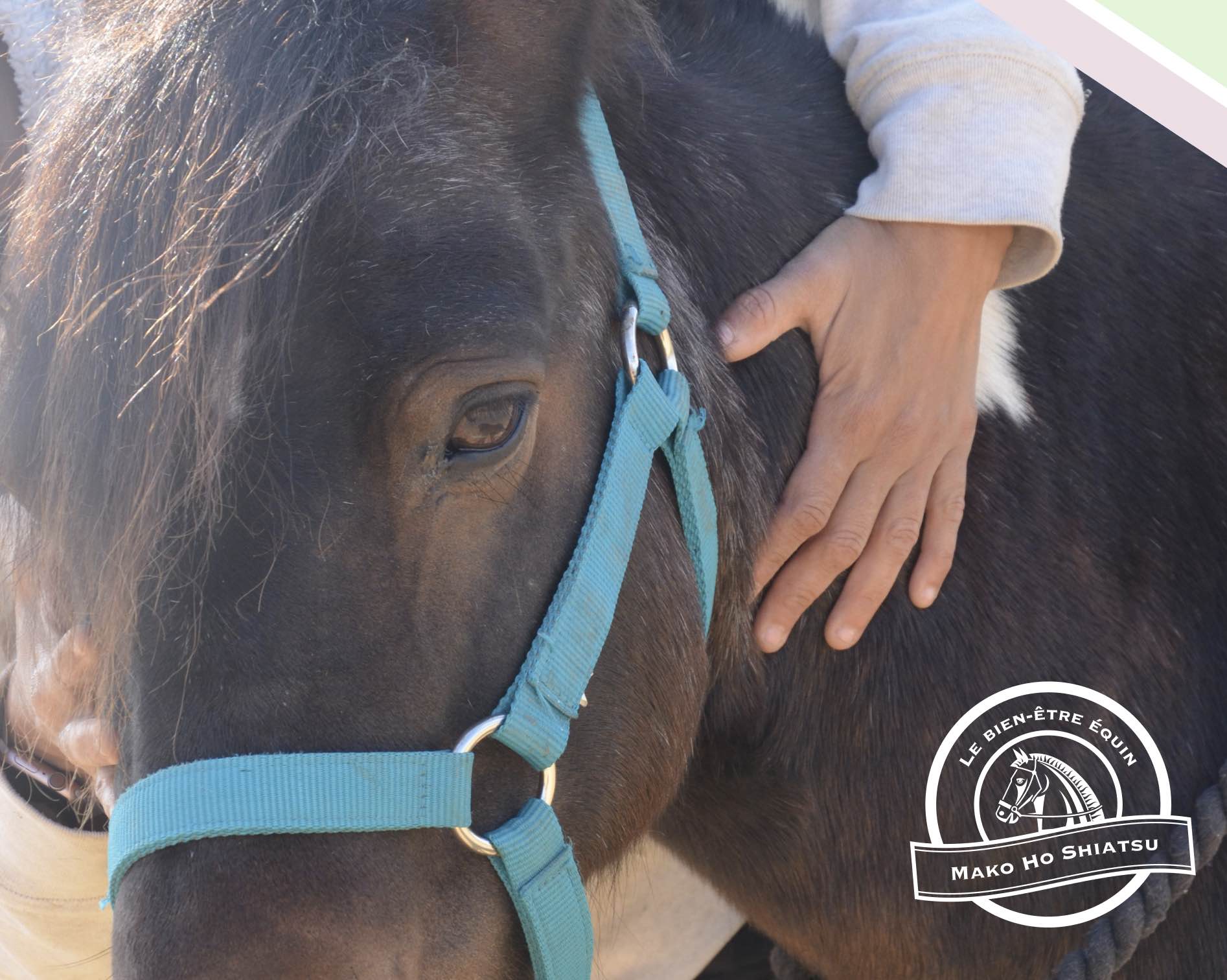 Lucile-Le-Noc-Shiatsu-Equin